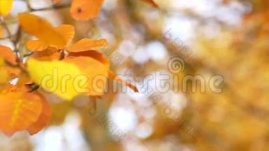 榉树上的棕色、黄色和金色叶子
